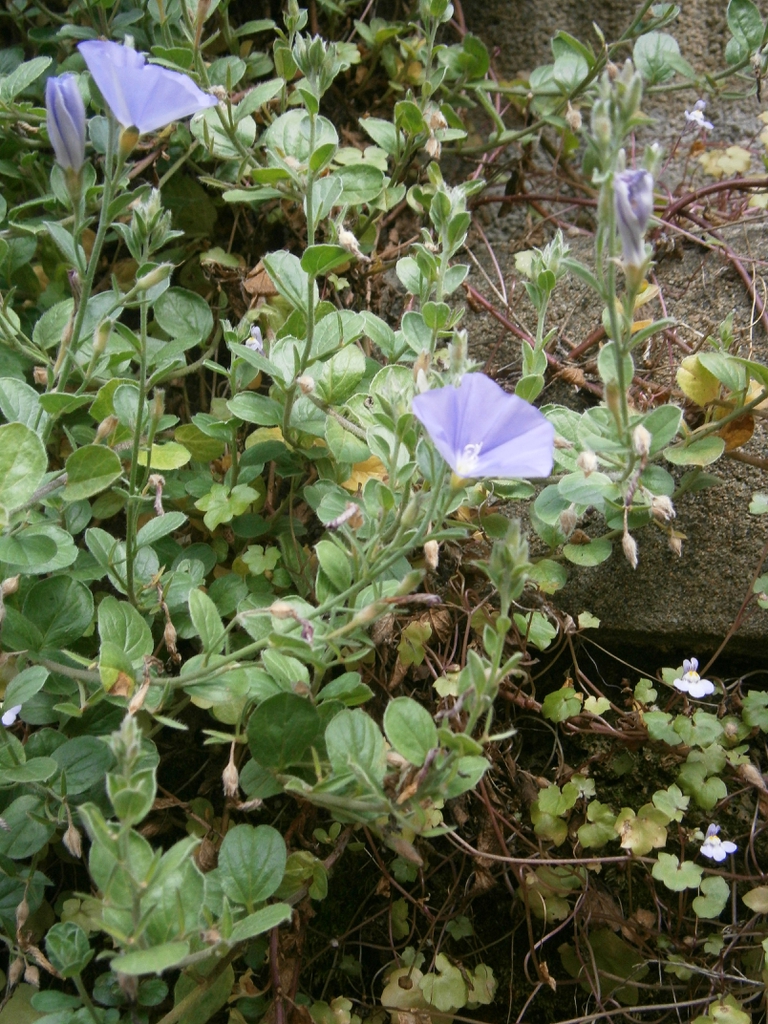 Convolvula tricolor