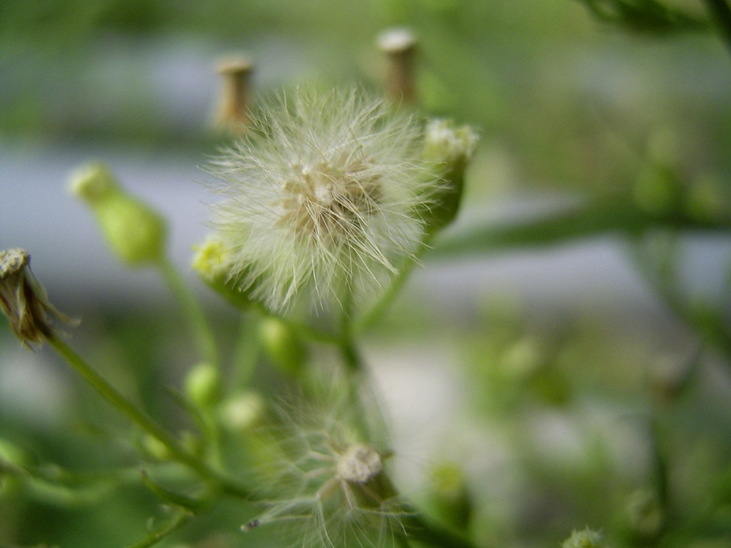 Conyza canadensis seeds