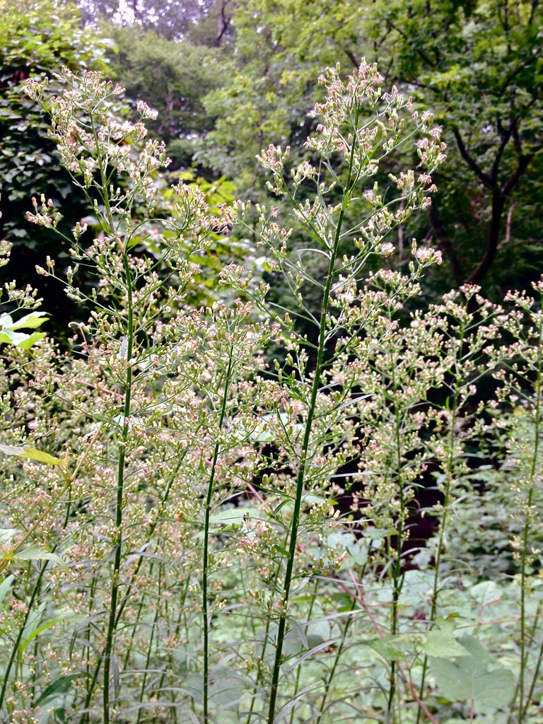 Conyza canadensis Canadian horseweed