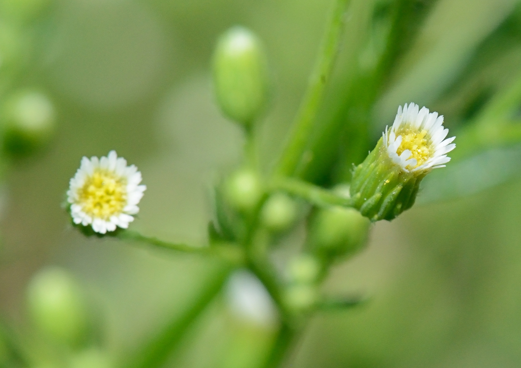 Conyza canadensis flowerhead