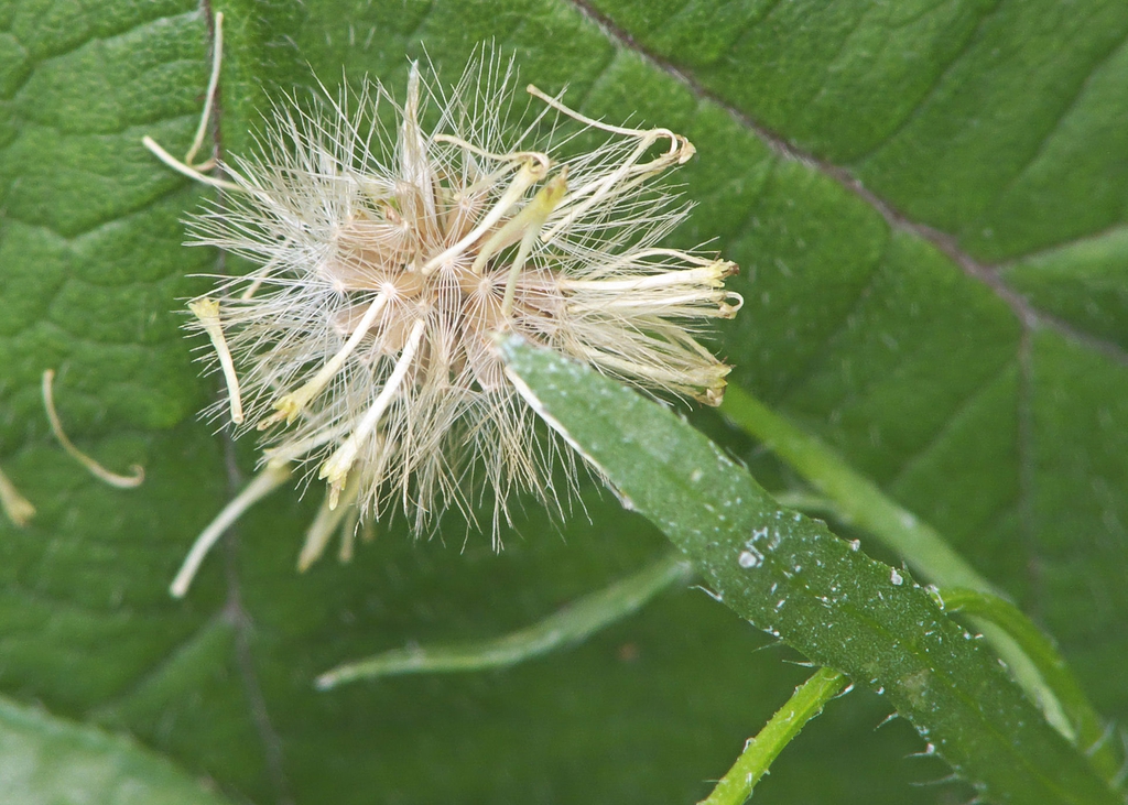 Conyza canadensis seeds
