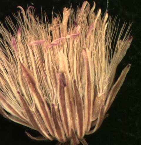 Conyza canadensis (L.)