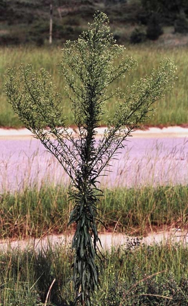 Conyza canadensis (L.)