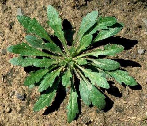 Conyza canadensis (L.)