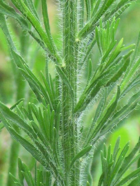 Conyza canadensis (L.)