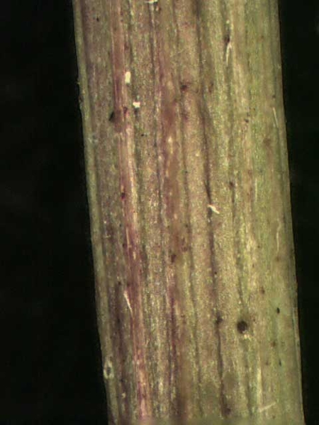 Conyza canadensis (L.)