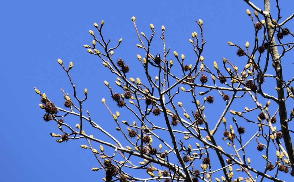 Leaf Buds & Fruits - March 11 - Warren Co., NC