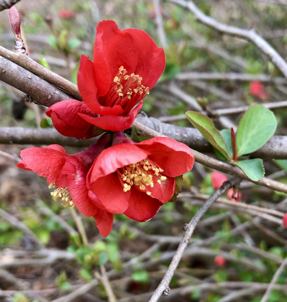 Flower Closeup - February - Wake Co., NC