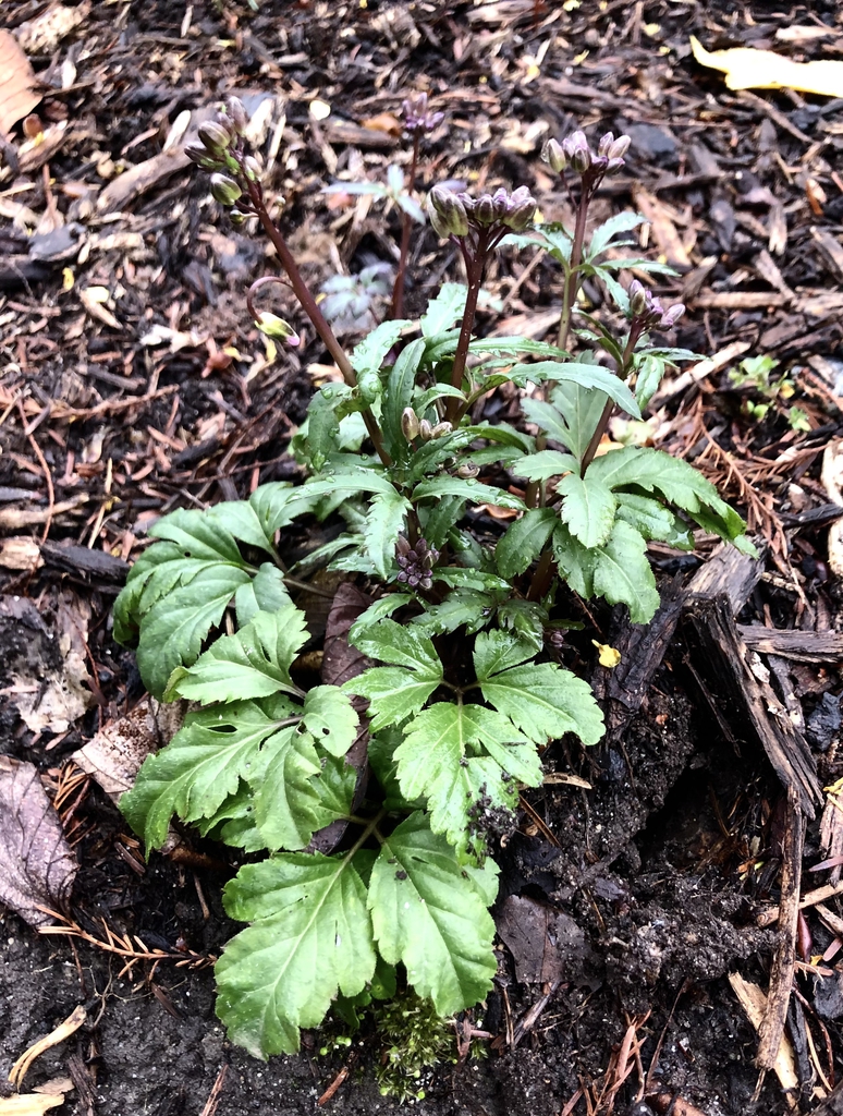 Flower/Form - March 17 - Wake Co., NC
