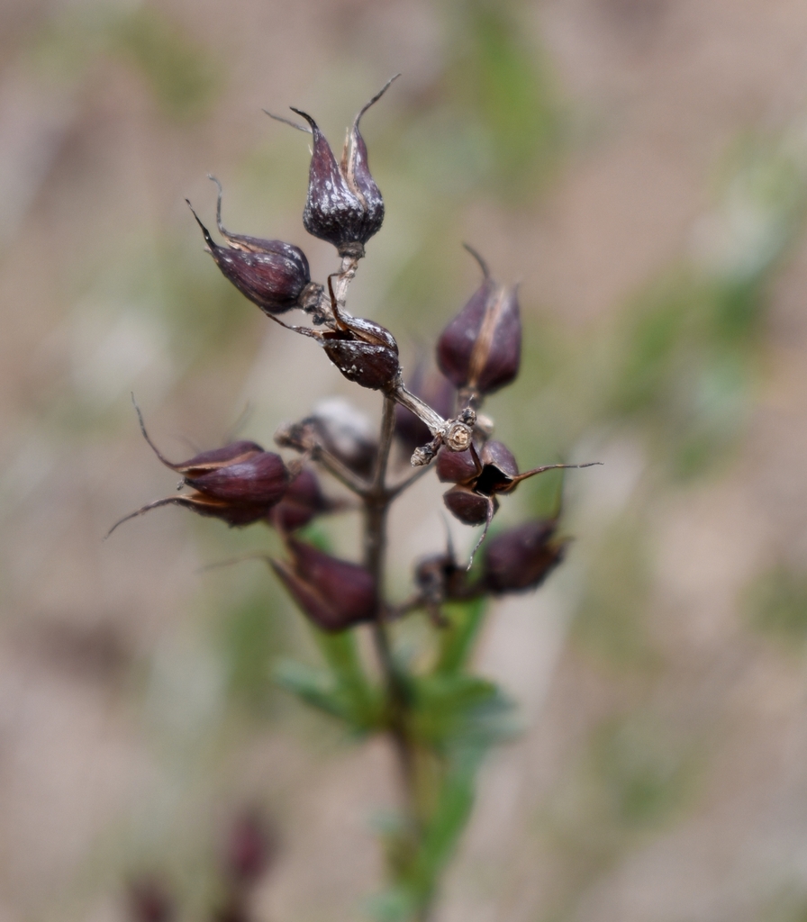 Seed Pods Closeup - October - Warren Co., NC