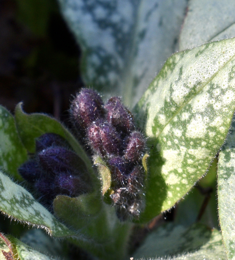 'Trevi Fountain' Flower bud Closeup & Leaves - Wake Co., NC