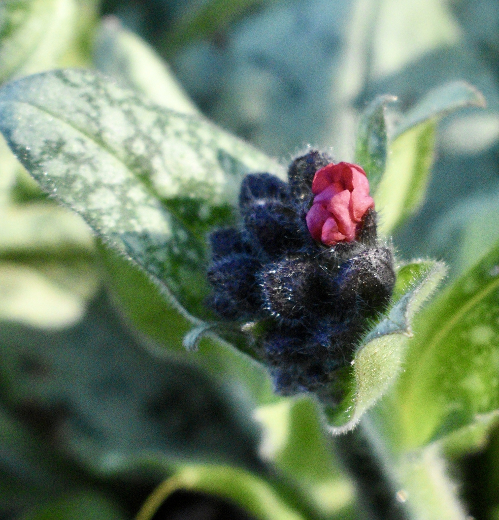 'Trevi Fountain' Flower bud Closeup - Wake Co., NC