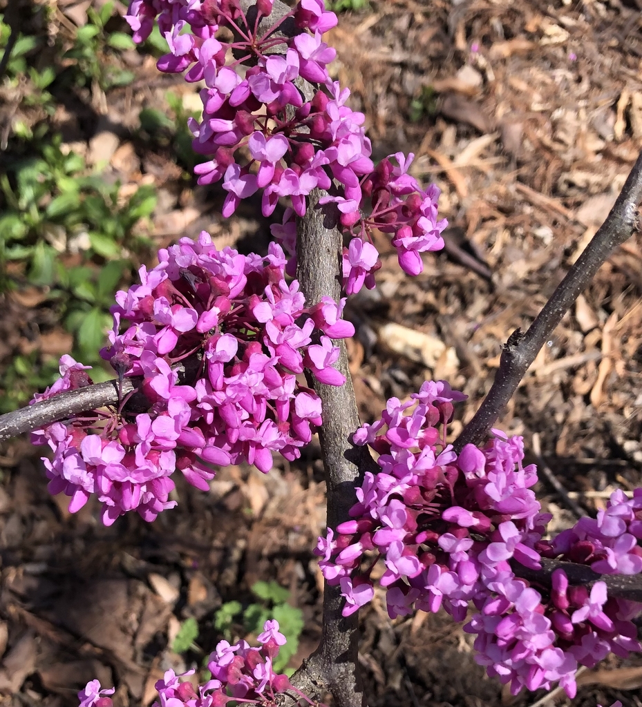 'Traveller' Flowers - March 28 - Wake Co., NC