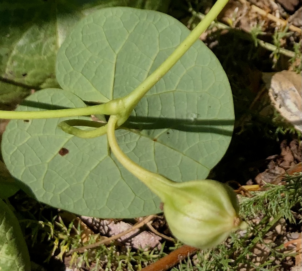 fruit & leaf-August-12-Wake Co, NC