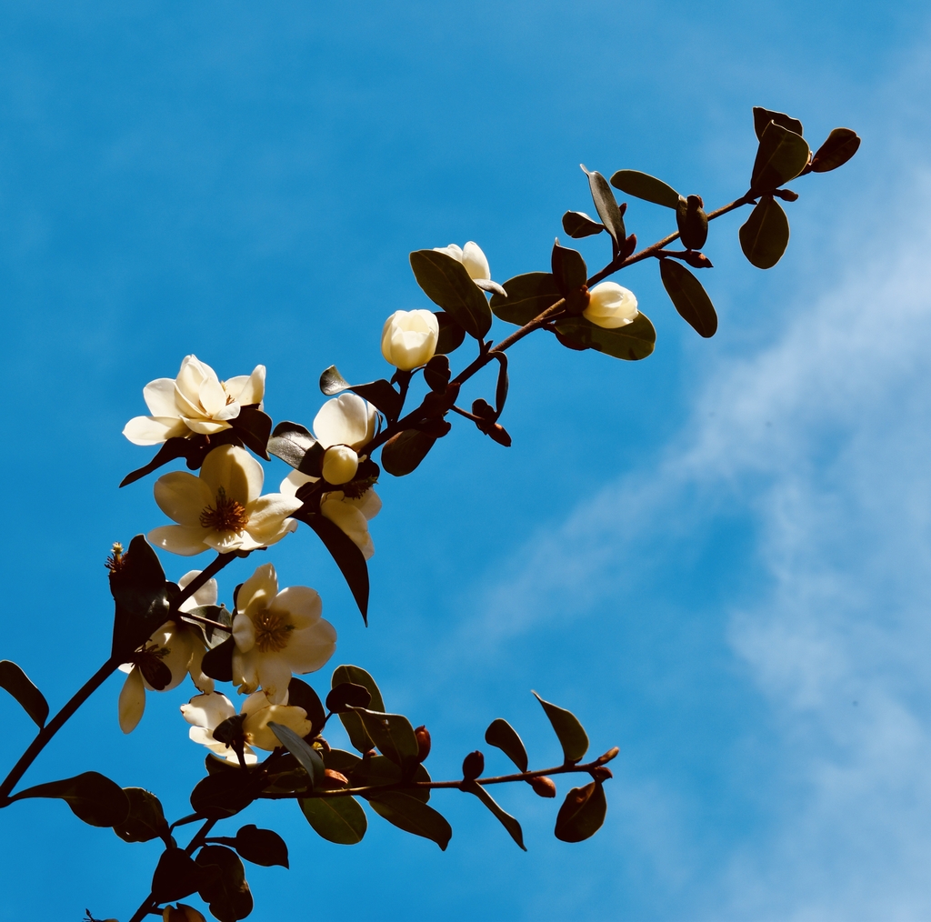 'Gail's Favorite' Flowering Branch - April 6 - Wake Co., NC