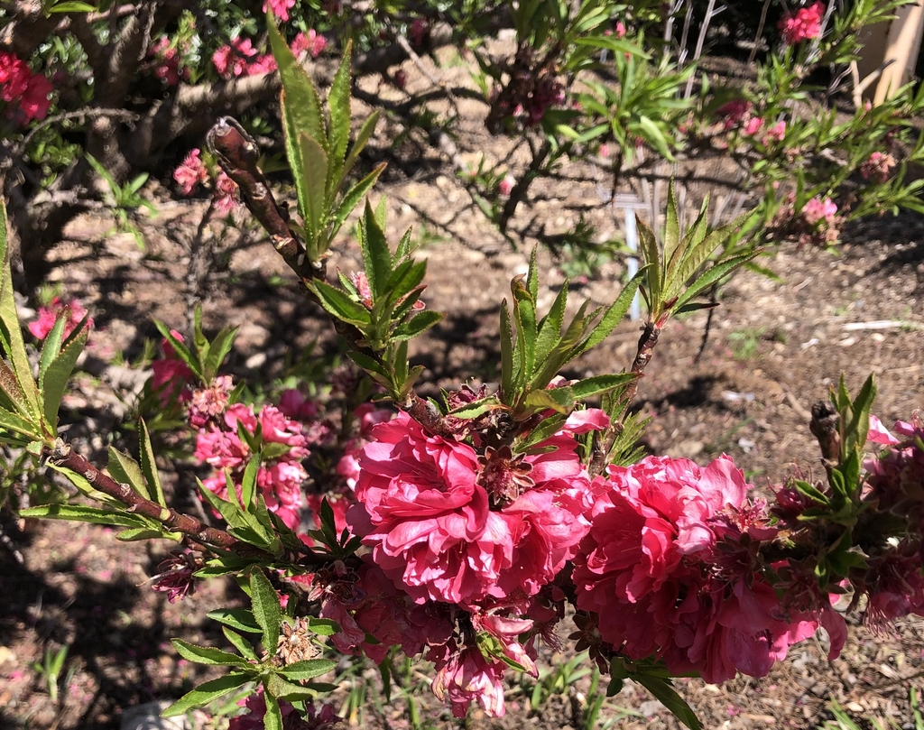 'Dwarf Double Red' Leaves/Buds - March 28 - Wake Co., NC