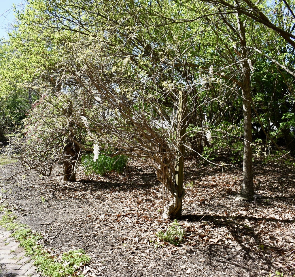 'Jako' Form - April Wake Co., NC