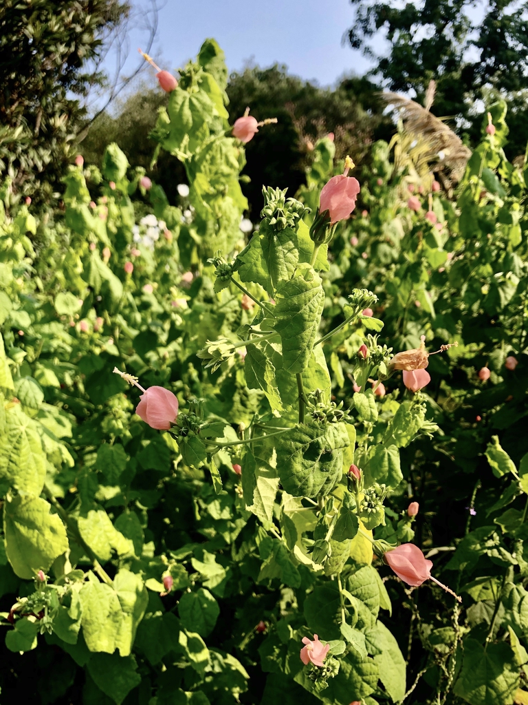 'Scotchman's Purse' Form - Sept. - Wake Co., NC