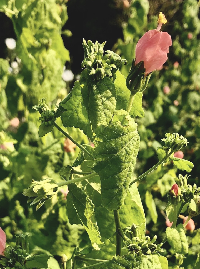 'Scotchman's Purse' Flower Close-up - Sept. - Wake Co., NC