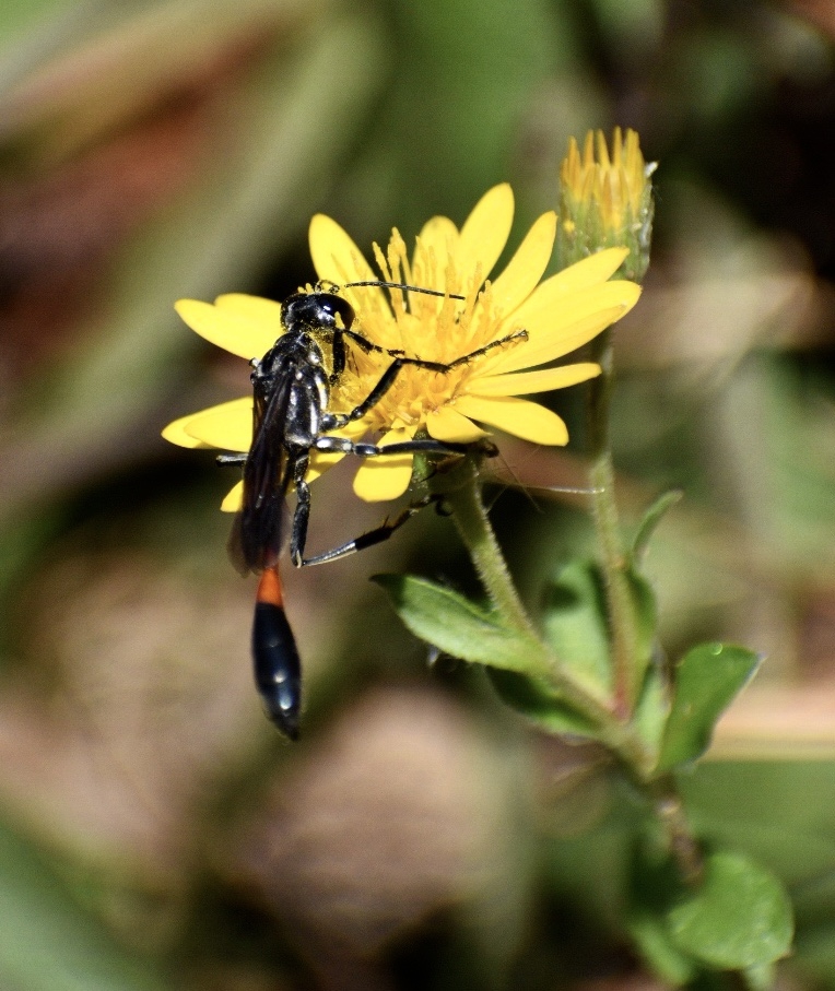Flower with Common Thread Waisted Wasp in October