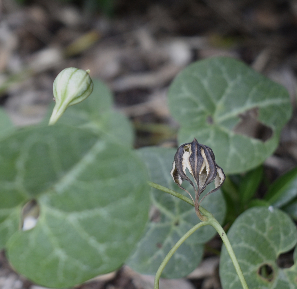 fruit-and seed-pod-August-12-Wake Co, NC