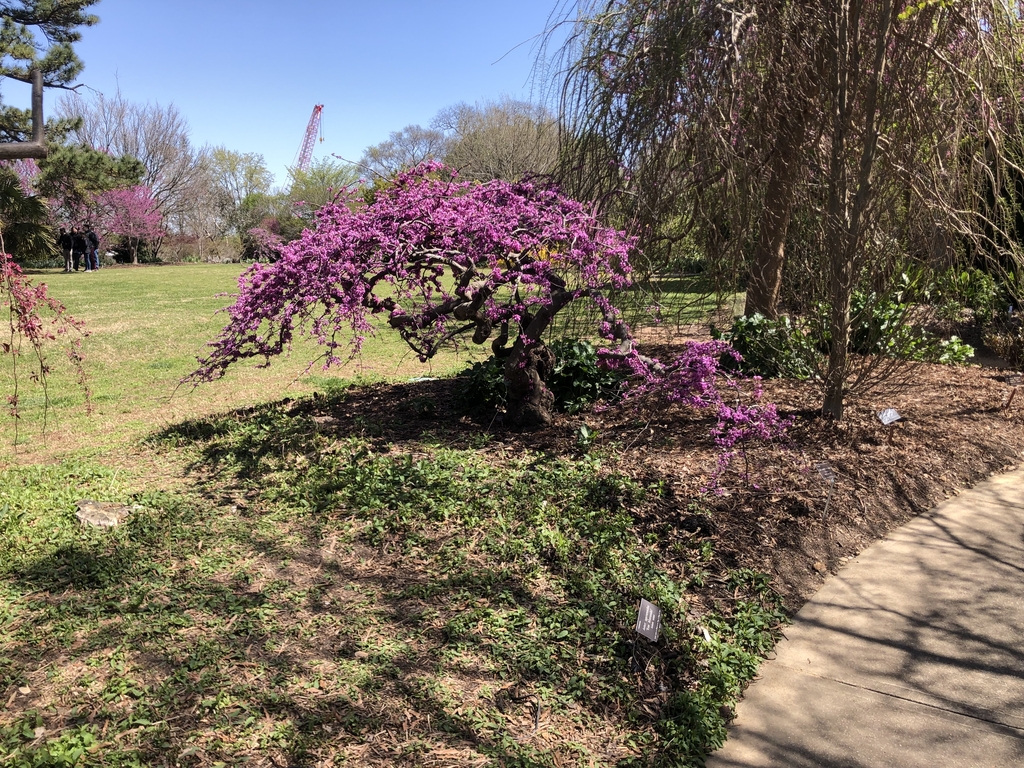 'Traveller' Form - March 28 - Wake Co., NC