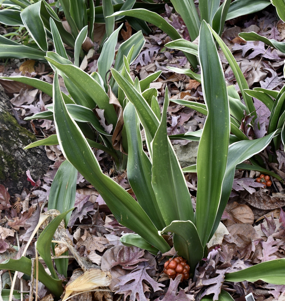 'Miyako no Hana' Form in November White edged long green leaves