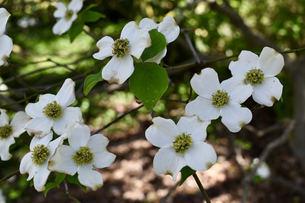 'Suwanee Squat' Flowers - April 5 - Wake Co., NC