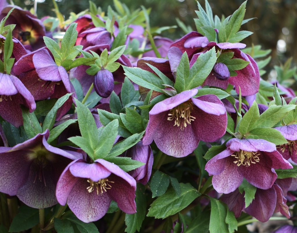 'Winter Delights Violet' Flowers - February - Wake Co., NC