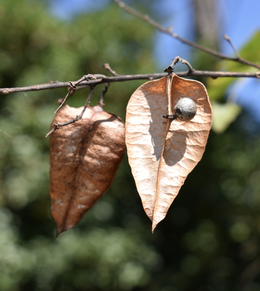 Seed Pods w/ Seed - Early Fall - Moore Co., NC