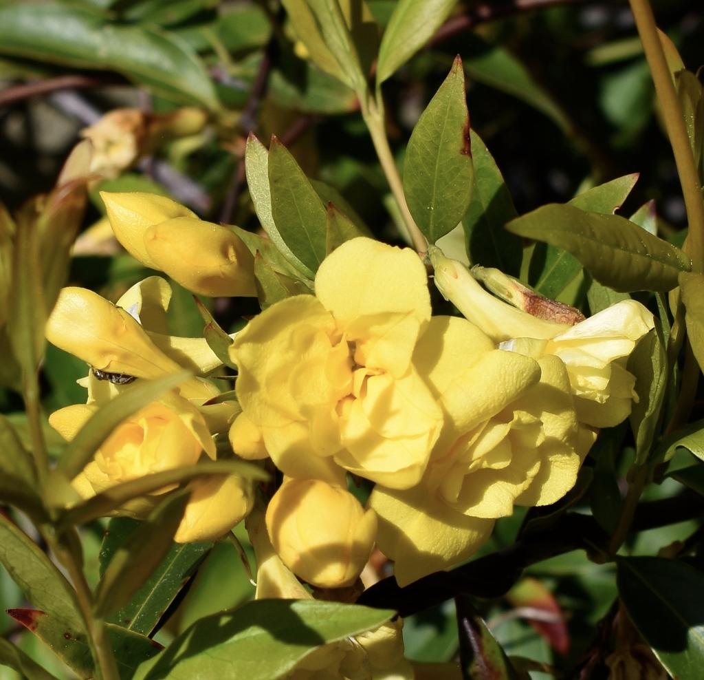 Clusters of double, tubular flowers.