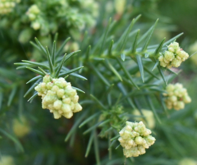 'Elegans Nana' Needles & Cones - Sept. - Moore Co., NC