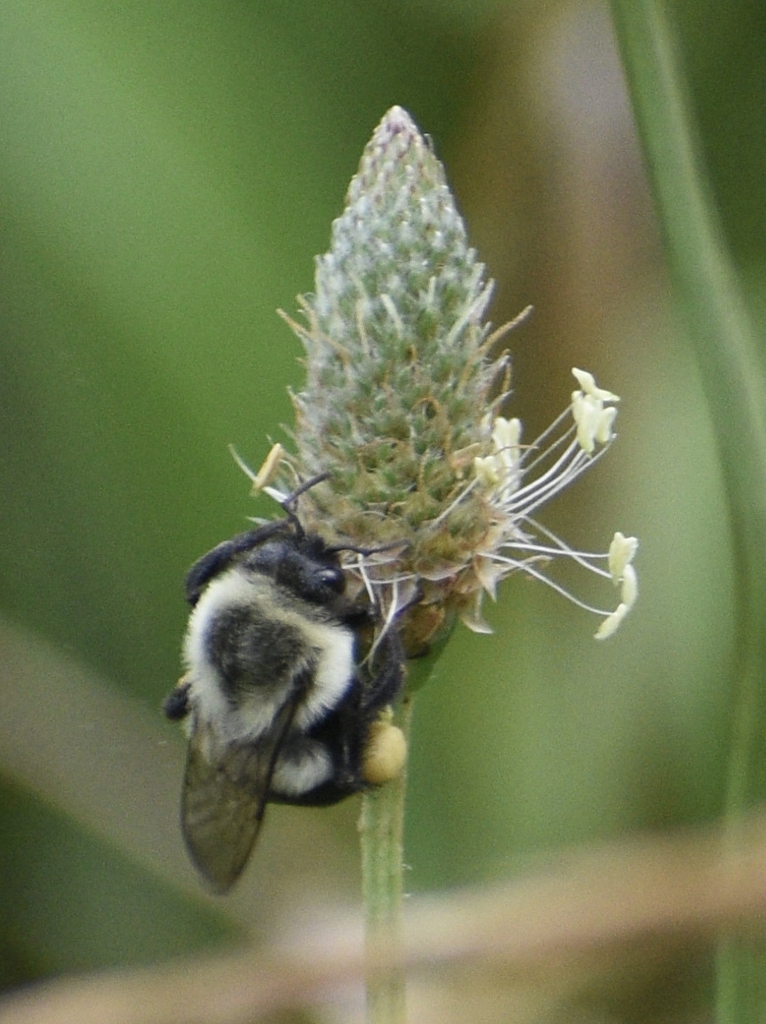 Flower Head W/ Bumblebee - Warren Co., NC