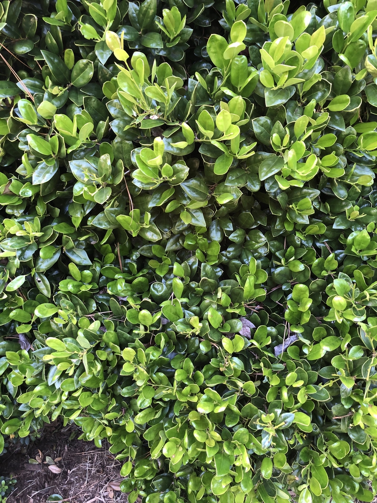 New Growth - Early Spring - Wake Co., Nc