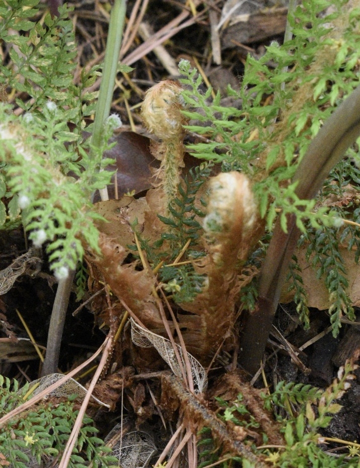'Mossy Mama' Fiddleheads - April 15 - Wake Co., NC