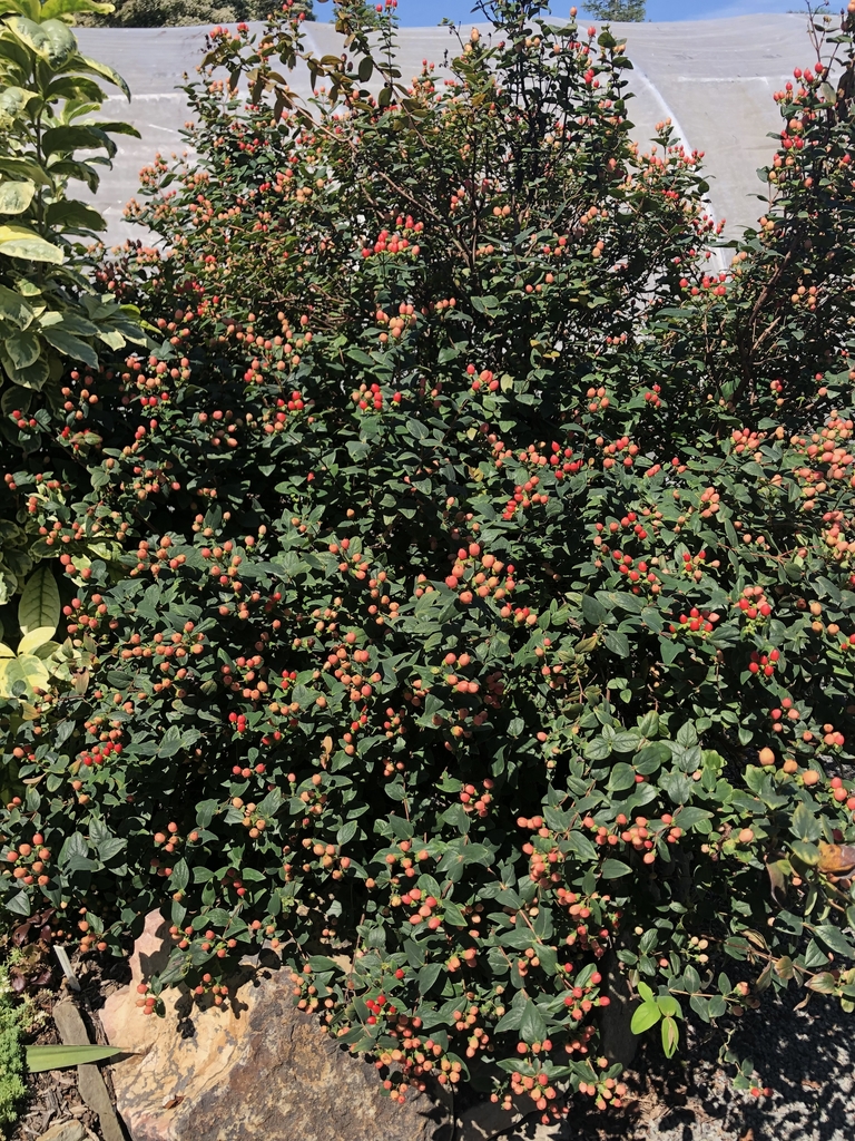 'Hypearl Compact Red' Form - June 16 - Wake Co., NC