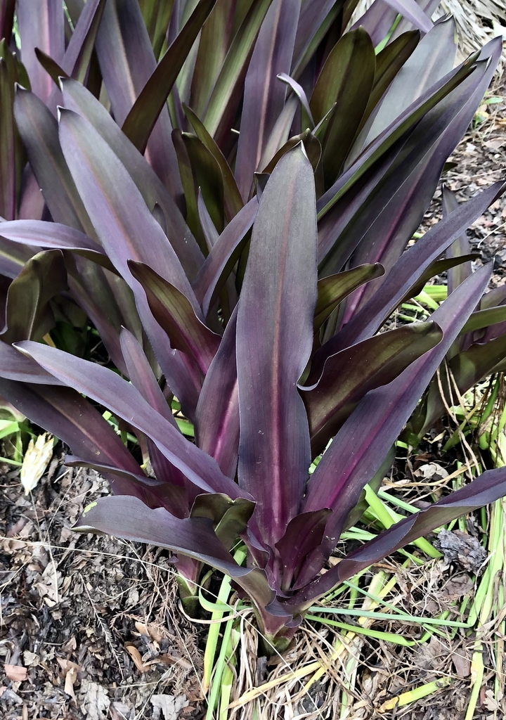 'Sparkling Burgundy' Form - June 7 - Wake Co., NC