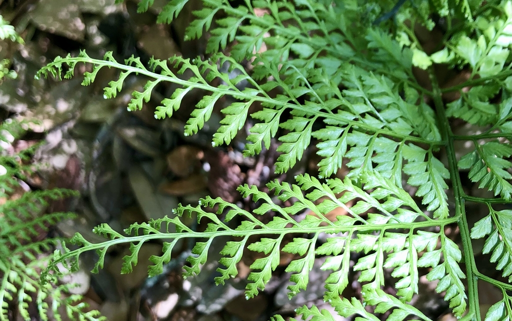 Frond Closeup - April 12 - Wake Co., NC