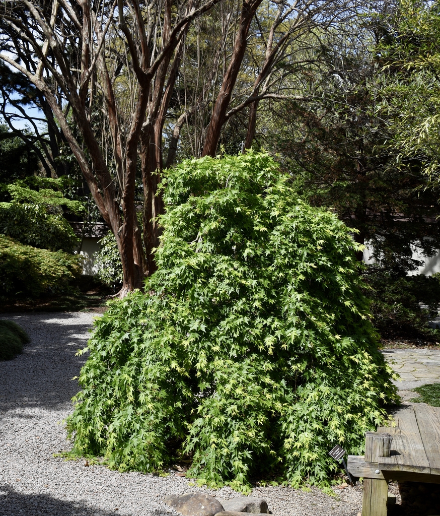 Dense mounded habit of a large shrub with weeping branches