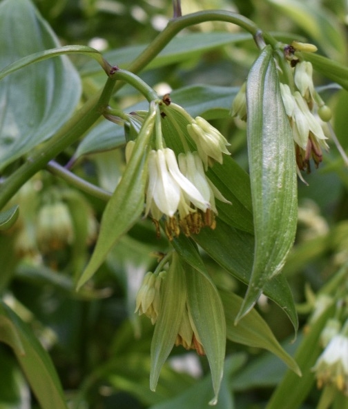 Disporum longistylum Green Giant closeup - April 22 - Wake Co NC