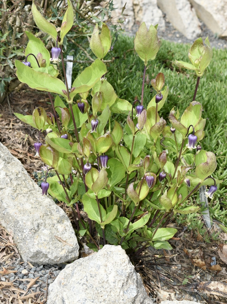 'Rooguchi Sapphire' Form - April 15 - Wake CO., NC