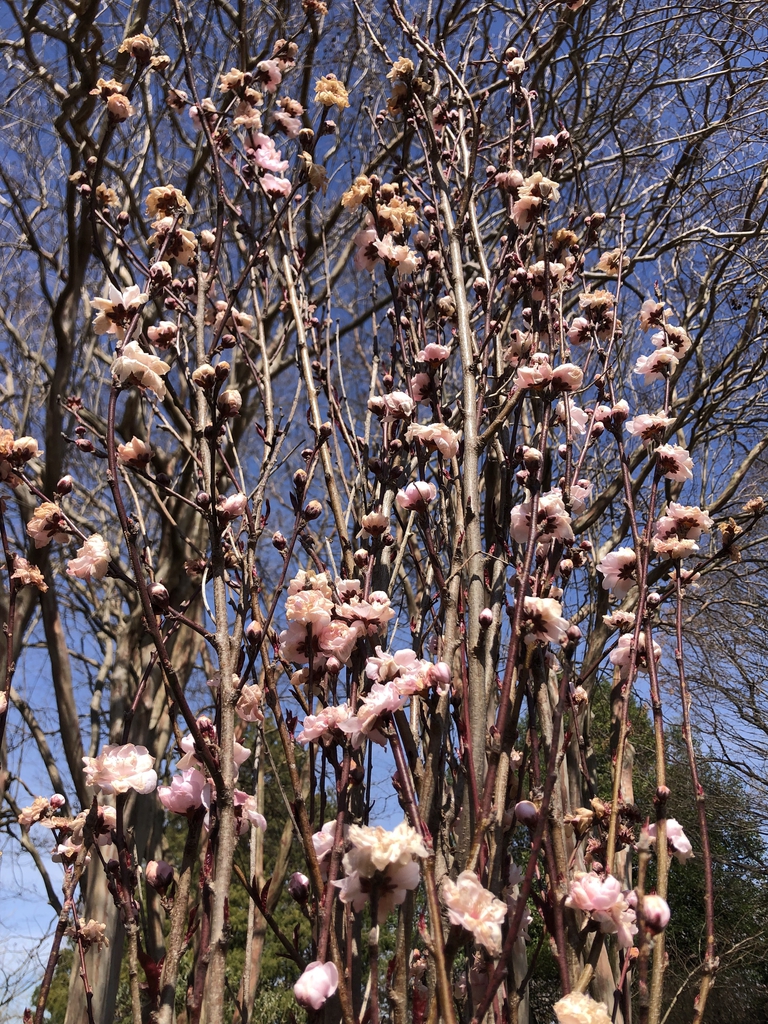 'Corinthian Pink' Frost Damaged Flowers - March - Wake Co., NC