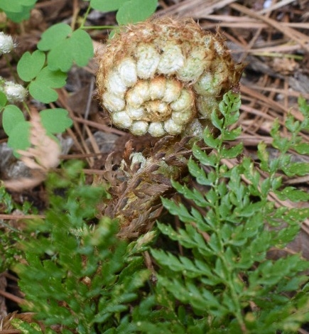 'Plumosum Densum' Fiddleheads - April 15 - Wake Co., NC