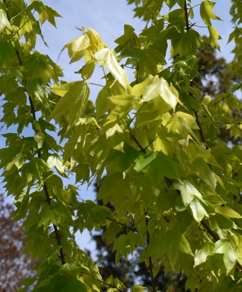 'Michael Steinhart' Leaves - April - Wake Co., NC