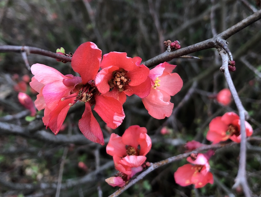 Flower Closeup - February - Wake Co., NC