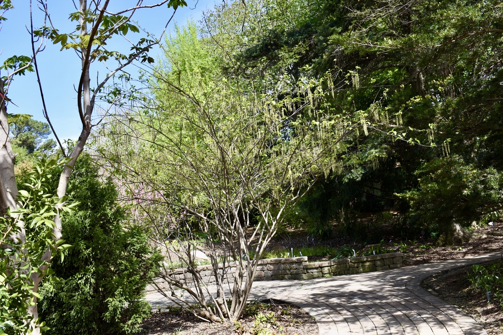 'Carolina Parakeet' Form - April 6 - Wake Co., NC