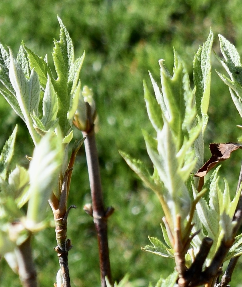 Spring Leaves - March 29 - Wake Co., NC