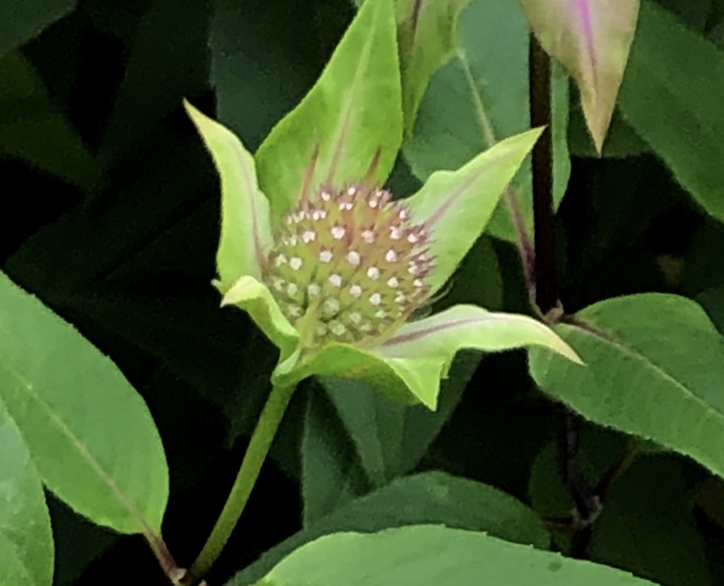Young buds in tight clusters borne around the stem.