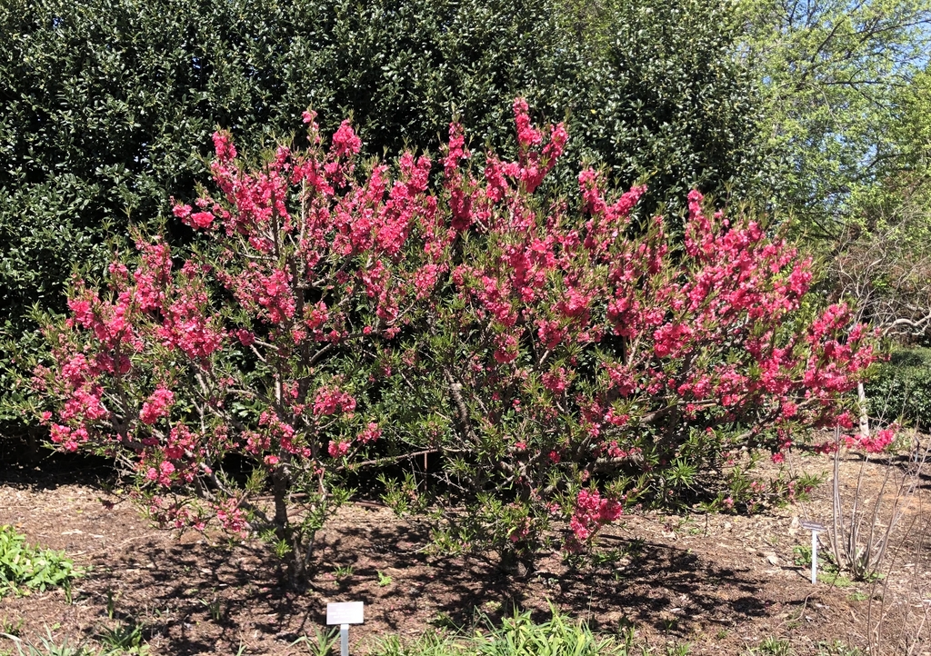 'Dwarf Double Red' Form - March 28 - Wake Co., NC