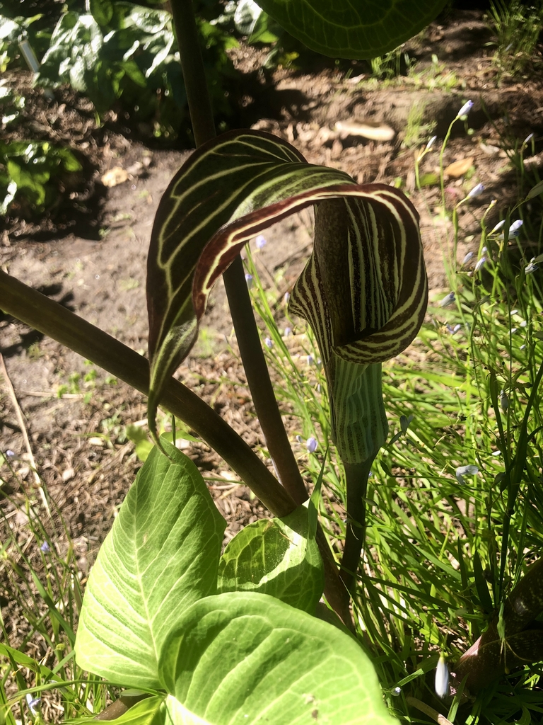 'Starburst' Flower & Leaves - May 11 - Wake Co., NC